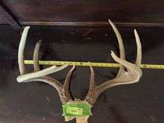 Whitetail rack on skull plate