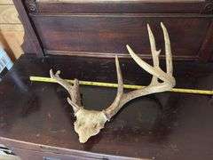 Whitetail rack on skull plate, unique