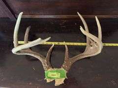 Whitetail rack on skull plate