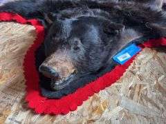 Bear hide rug 5’ 6 inch from nose to tail