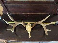 Whitetail rack on skull plate 10 pt, antler detached