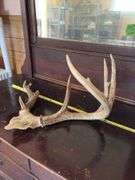 Whitetail rack on skull plate, unique