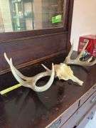 Whitetail rack on skull plate 10 pt, antler detached