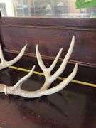 10 pt Whitetail antlers, sheds