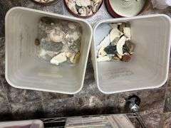 Sea shells 2 partial buckets