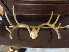 Whitetail rack on skull plate 8 pt 23" outside spread