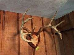 Large 10 pt whitetail rack
