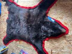 Bear hide rug 5’ 6 inch from nose to tail