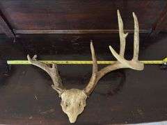 Whitetail rack on skull plate, unique