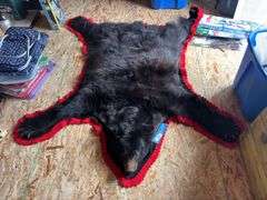 Bear hide rug 5’ 6 inch from nose to tail