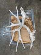 Multi antlers and 2 meat saws