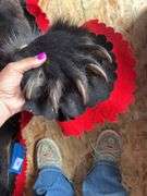 Bear hide rug 5’ 6 inch from nose to tail