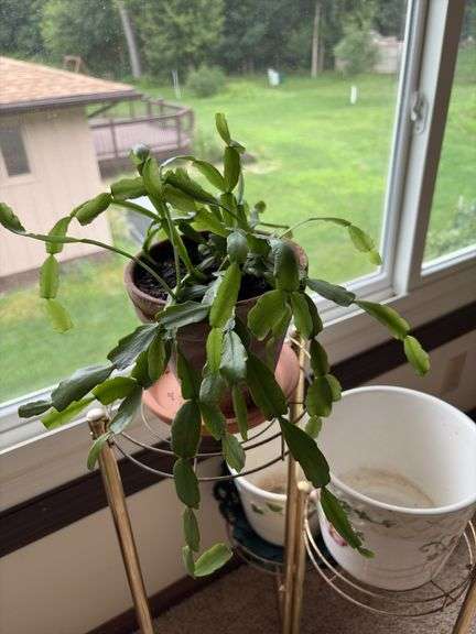 Three live plants-Hoya, ivy, Christmas cactus, stands and extra flower pots