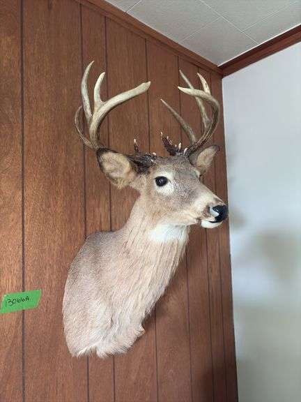 White tail mount image