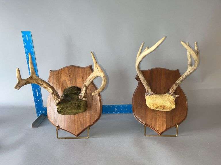 2 sets of Whitetail antlers image