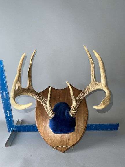 Whitetail antlers image