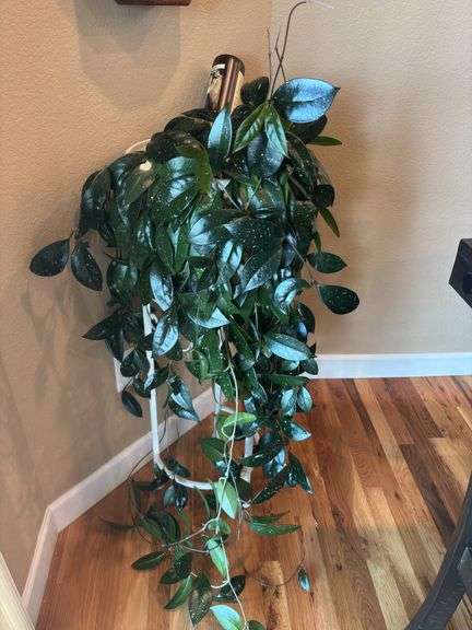 Hoya Carnosa Live plant with white stand