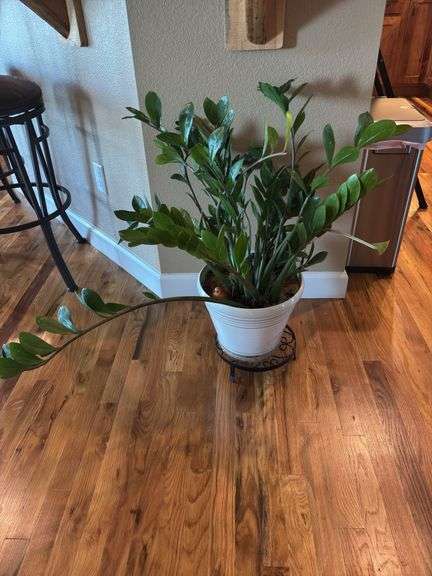 Zamioculcus Zamiifolia Live plant, stand included