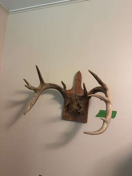 White tail antlers image