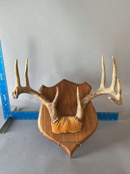 Deer antlers image