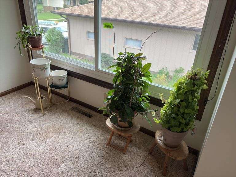 Three live plants-Hoya, ivy, Christmas cactus, stands and extra flower pots image