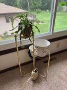 Three live plants-Hoya, ivy, Christmas cactus, stands and extra flower pots
