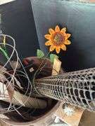 Yard decor, tomato cage, 5 gallon buckets, tree guards, trash can