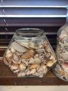 2 large jars of seashells and sand dollar