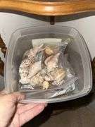 Sea shells and sea shell art