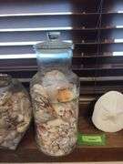 2 large jars of seashells and sand dollar