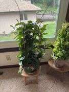 Three live plants-Hoya, ivy, Christmas cactus, stands and extra flower pots