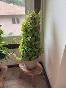 Three live plants-Hoya, ivy, Christmas cactus, stands and extra flower pots