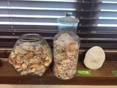 2 large jars of seashells and sand dollar