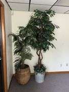 Two approx 6’ tall artificial plants