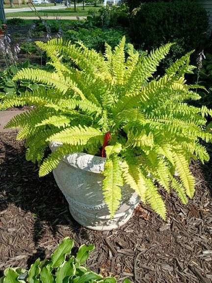 Large fiberglass planter 20" tall w/ some damage and ferns plant image