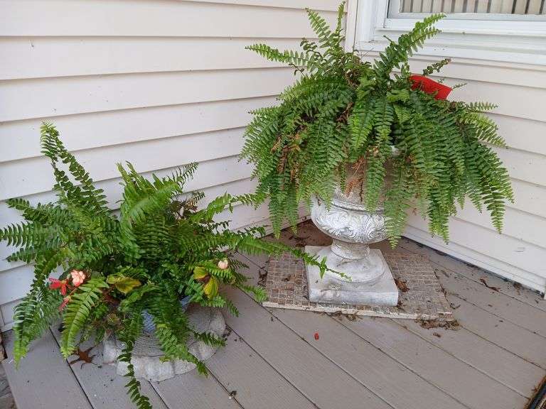 22" concrete planter and 2 ferns image