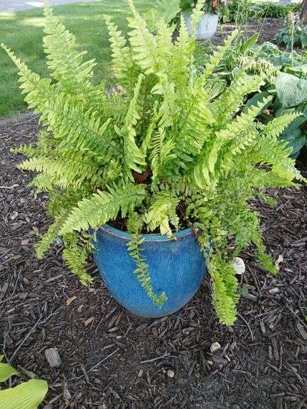 16" tall ceramic planter and fern image