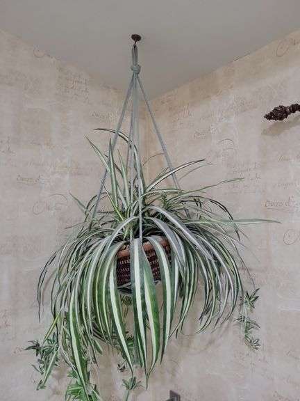 Hanging plant image