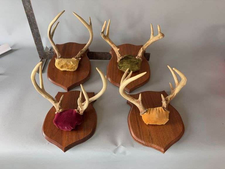 Four sets whitetail antlers image