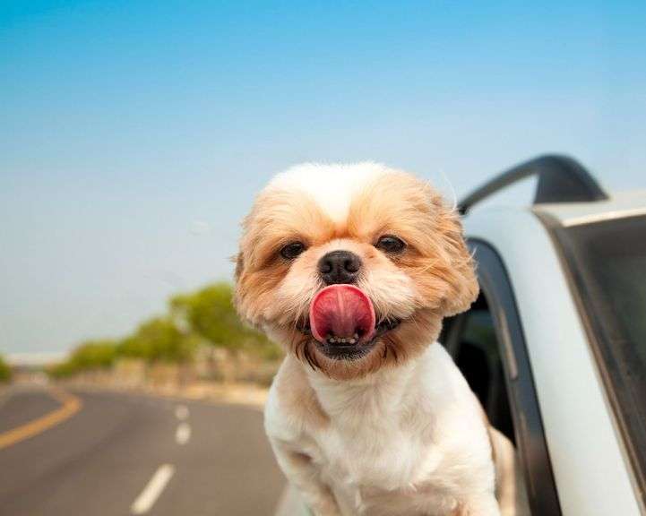 Pet friendly image