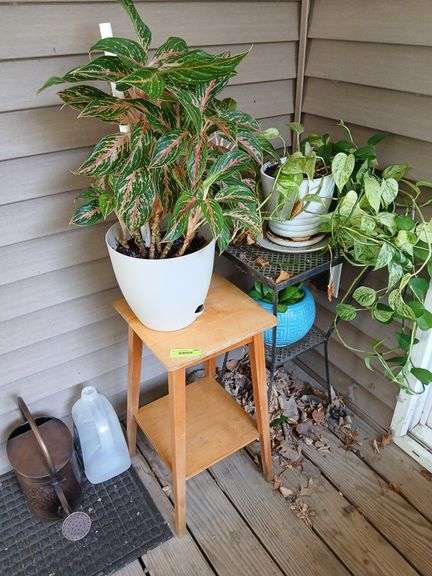 Three live plants and stands image