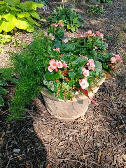 20" round 16 tall plastic planter and plant image