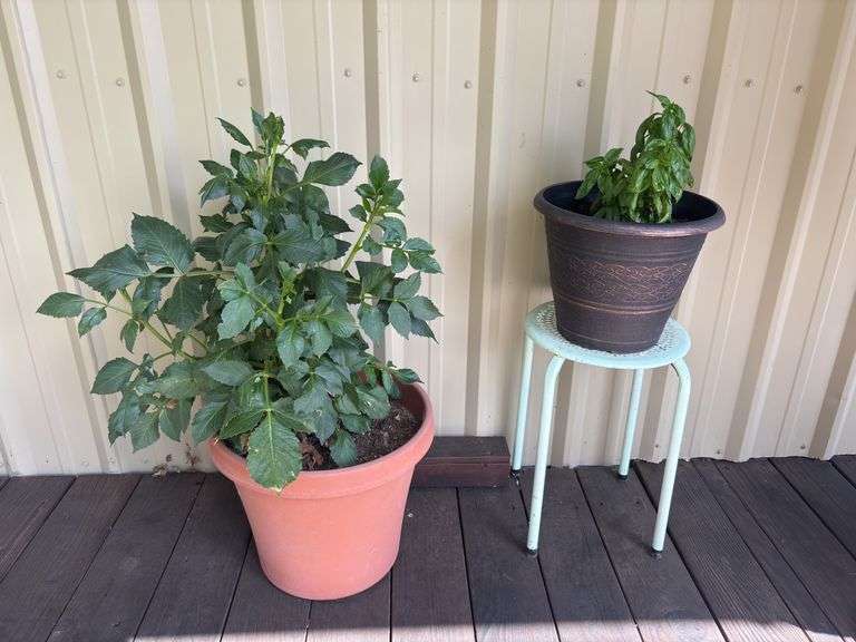 Live plants and planters image