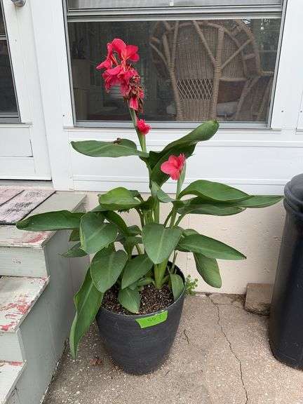 17R plastic planter w cannes flower Overhall height 55” image