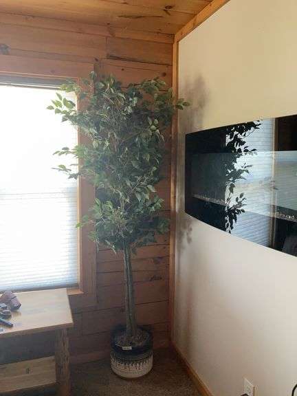 Silk tree image