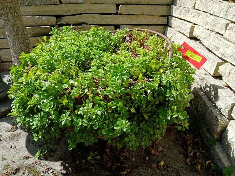 Approx 24R x 12H scalding pot, take the plant too BRING A DOLLY TO MOVE!! image