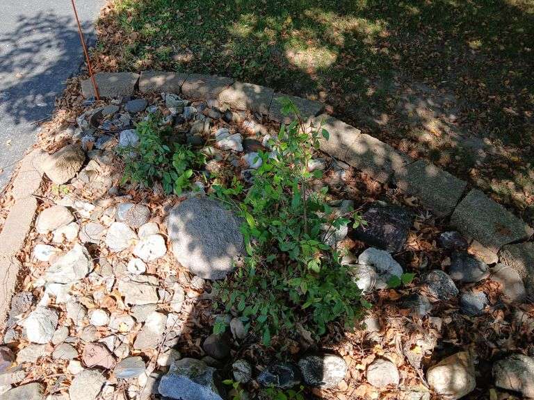 Choice of decorative rocks-LEFT  SIDE image