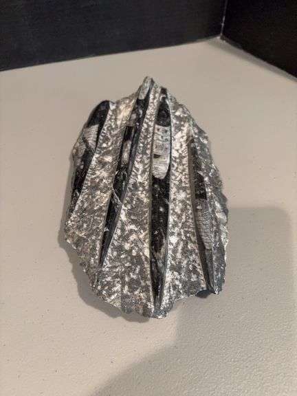 Orthoceras? fossil image