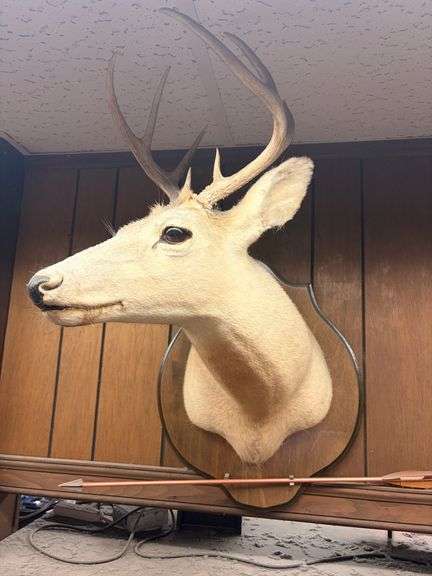 Taxidermy Deer Shoulder Mount and Arrow image