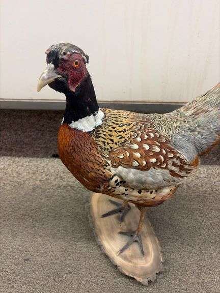 Gorgeous Taxidermy Ring Neck Pheasant image